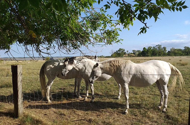 Nature and the Gironde estuary